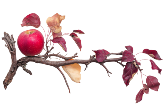 A vibrant red apple resting on a gnarled branch adorned with autumn leaves, showcasing the beauty of nature in a serene setting, perfect for seasonal themes and culinary uses
