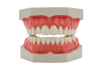 A dental model with realistic teeth, isolated on transparent background 
