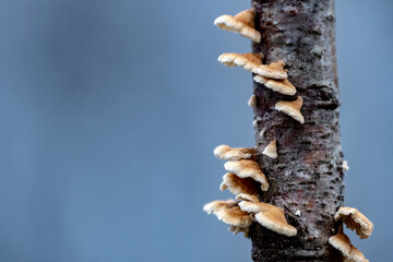 Crimped gill bracket fungus (Plicaturopsis crispa) on deadwood