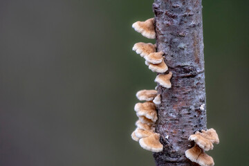 Crimped gill bracket fungus (Plicaturopsis crispa) on deadwood
