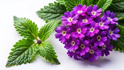 Vibrant Purple Verbena Flowers and Leaves Isolated on White Background - Stock Photo