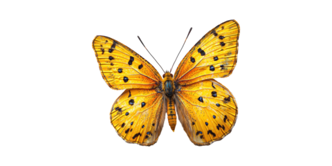 Vibrant Yellow Butterfly With Black Spots. Symbol Of Transformation And Beauty Isolated On Transparent Background
