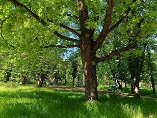 Obraz premium old oak tree continues to grow