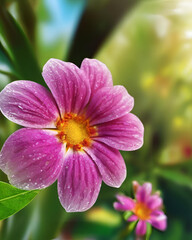 Fototapeta premium flower with yellow center, purple flowers, floral arrangement, flower pot, colorful flowers, vibrant flowers, blooming pot, fresh flowers, decorative pot, floral decor, spring flowers, potted flowers,