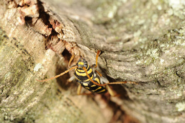 The Wasp. Mediterranean Biodiversity. Fauna and Flora of the Alt Emporda. Landscape and Nature.