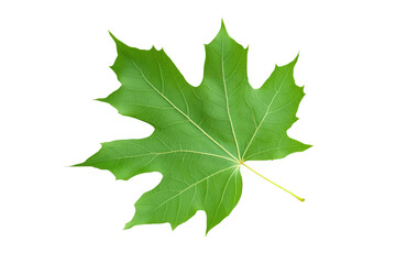 A vibrant green maple leaf, perfect for autumn season