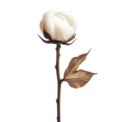 A delicate cotton flower blooms, showcasing its soft texture and intricate details. The flower is a symbol of purity and beauty