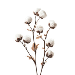 Elegant cotton blooms against a simple backdrop. The fluffy white buds offer a sense of purity and tranquility. The intricate detail and earthy tones evoke feelings of natural beauty
