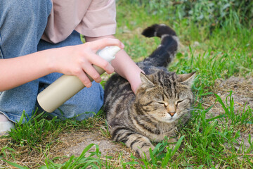 A woman treats a cat from fleas. Protection of animals from insects.