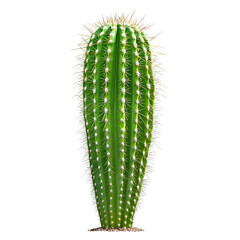 Naklejka premium A close-up shot of a vibrant green cactus with long sharp spikes