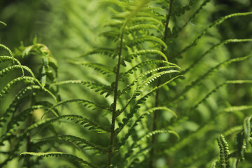 Nature’s Green Lacework