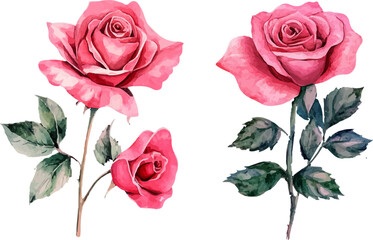Fototapeta premium set of roses vector illustration