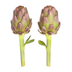 Obraz premium Two fresh artichokes close up still life isolated on transparent background