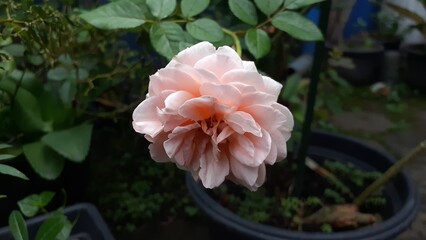 Beautiful peach roses bloom in the garden.