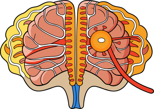 tracing the spinothalamic tract, showing how pain and temperature signals travel from the body through the spinal cord to the brain diagram hand drawn schematic vector. Medical science educational