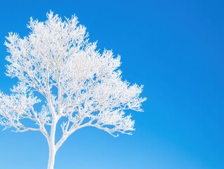 Fototapeta premium Winter Tree Against a Bright Blue Sky