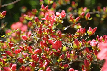 A Burst of Spring’s Pink Delight