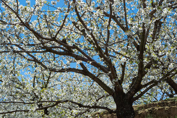 Cherry tree branches in full bloom