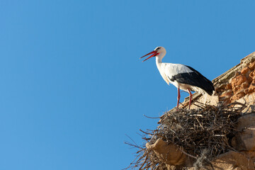 Stork in its nest, contemplatively gazing into the infinite blue sky