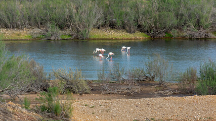 Elegant flamingos resting in the estuary