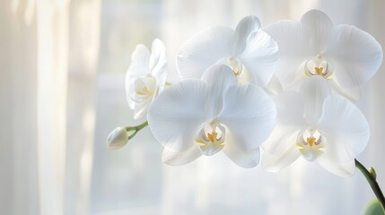 Obraz premium Close-up of delicate white orchids in soft sunlight.