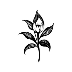 Monochrome floral illustration showcasing delicate budding petals and foliage