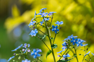 Blue forget me not flowers blooming in springtime close up. Wildflower of myosotis sylvatica or mouse ears the family boraginaceae. Symbol memory on holiday of November 10th National Forget-me-not Day