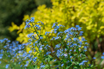 Blue forget me not flowers blooming in springtime close up. Wildflower of myosotis sylvatica or mouse ears the family boraginaceae. Symbol memory on holiday of November 10th National Forget-me-not Day