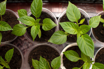Plant seedlings of a chili pepper	