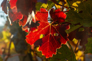 Red vine leaf in autumn illuminated by the sunset