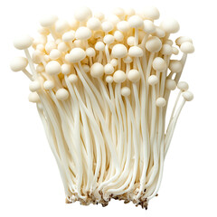 mushrooms isolated on transparent background