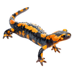 Obraz premium Fire salamander orange spots climbing isolated on transparent background