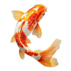 Fototapeta premium Golden koi carp swimming upward isolated on transparent background