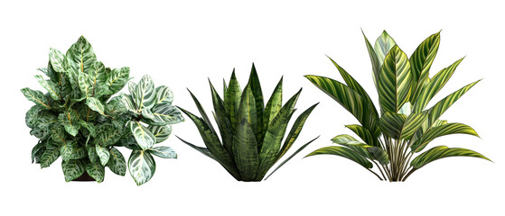 Three different green tropical plants with variegated leaves and sharp foliage bright high