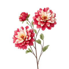 Obraz premium Three beautiful red and white dahlia flowers bloom on a single long stem.