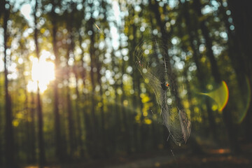Closeup of a spider on a web with sunlight shining through in a forest. Rainbow light refraction...