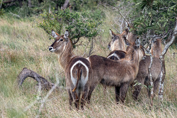 group of waterbuck females in african savanna