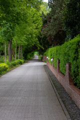 Obraz premium alley in the park