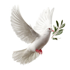 Obraz premium Majestic White Dove in Flight with Olive Branch - A Symbol of Peace , isolated on white background png