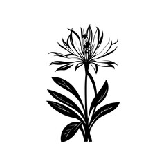Monochrome botanical study of a spiky flower with elongated petals and leaves