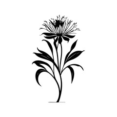 Elegant botanical illustration of a wildflower in stark black and white contrast