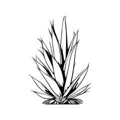 Minimalist botanical illustration showcasing stylized agave plant in black and white