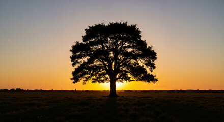 Obraz premium Lone tree silhouette against vibrant orange sunset sky on open field at dusk. Natural landmark symbol for life coaching, environmental conservation and inspirational content marketing