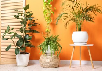 Different beautiful houseplants near orange wall indoors