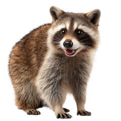 Obraz premium Smiling Raccoon Portrait - A Delightful Wildlife Capture , isolated on white background png