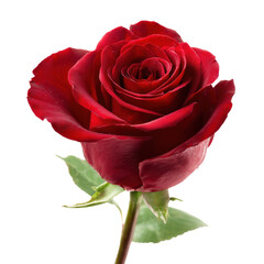 Naklejka premium Stunning Red Rose, A Symbol of Love and Beauty , isolated on white background png