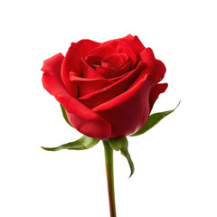 Naklejka premium Stunning Red Rose, a Symbol of Love and Beauty , isolated on white background png