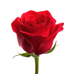 Naklejka premium Stunning Red Rose, A Symbol of Love and Beauty , isolated on white background png
