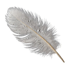 Snowy owl feather macro barbs isolated on transparent background