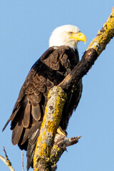 Bald Eagle Perched on Lichen-Covered Tree Branch